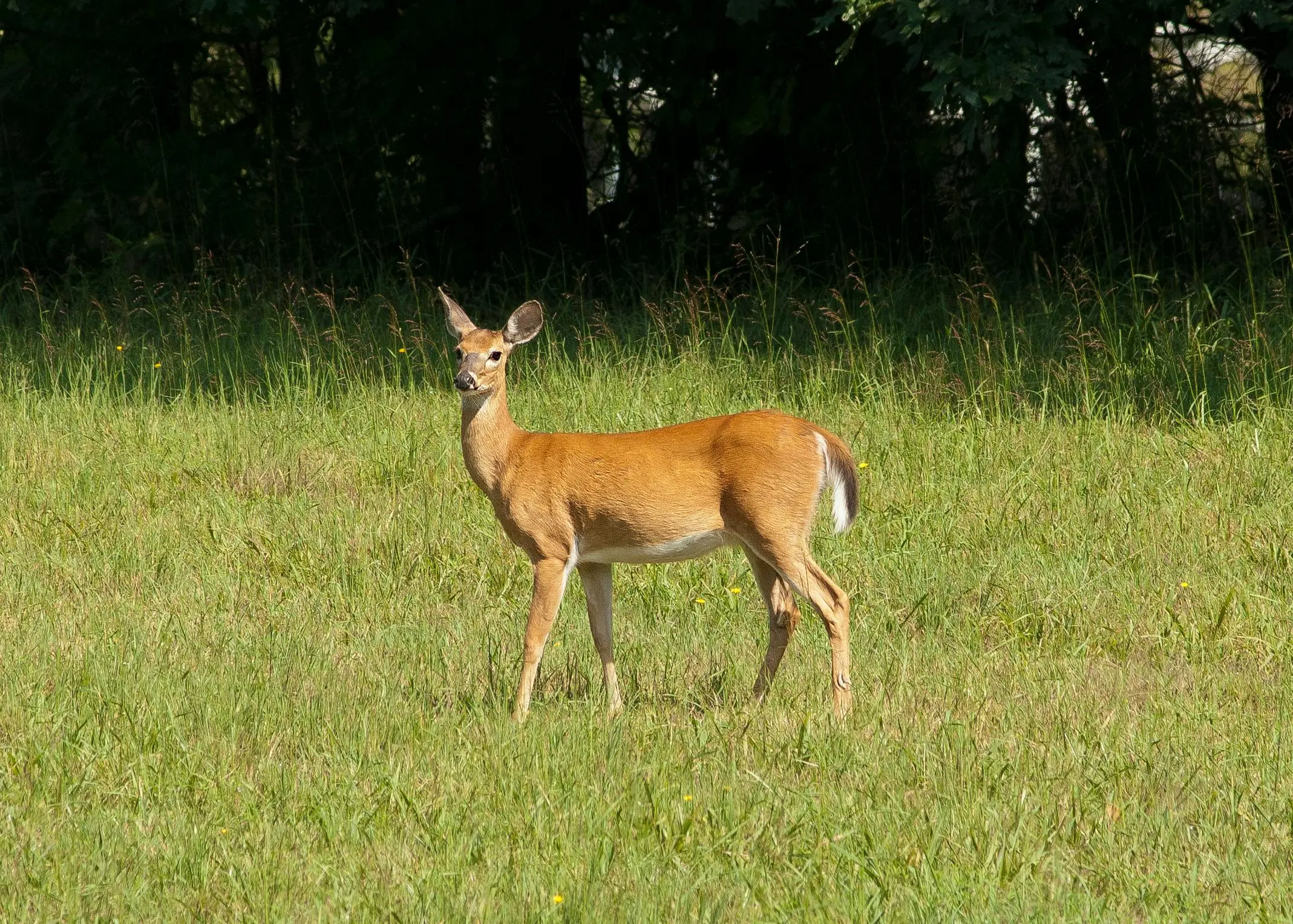 Madhav National Park